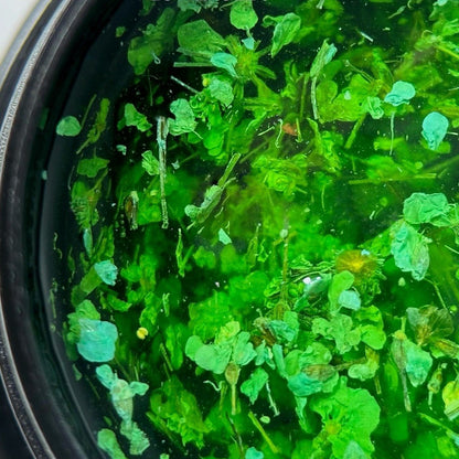 Gél so sušenými kvetmi №6 5 ml Saga Professional